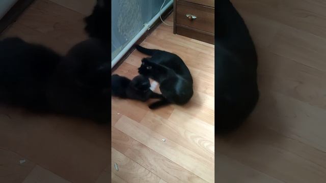 Тося и Снежок . Питомцы. Котики- для настроения. Когда утро начинается не с кофе, 🤪