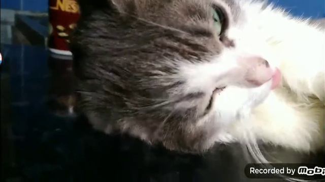 моему котику очень жарко и он высонул свой езык смотреть онлайн