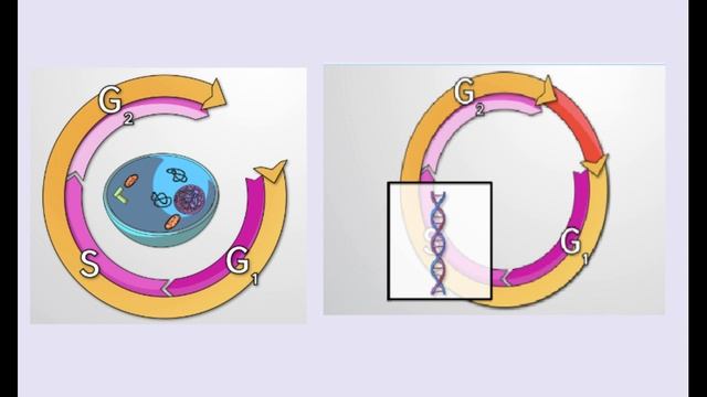 9 класс 5 сабақ Биология Интерфаза кезеңдері смотреть онлайн