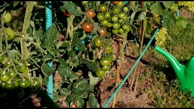 ОБЗОР ИТОГОВ ПО НОВЫМ СОРТАМ ТОМАТОВ. смотреть онлайн