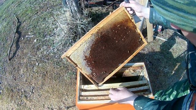 Почему погибли пчёлы. Пчеловодство для начинающих. смотреть онлайн