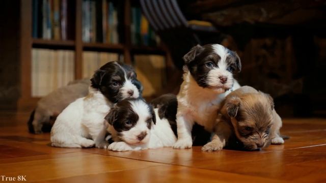 Cute Puppy 8K Videos Ultra HD 120 FPS | TRUE 8K - 8k UHD Videos