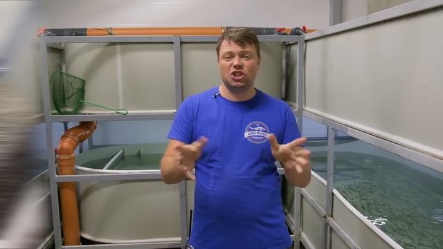 Муксун на АкваФерме часть 4. Первые проблемы смотреть онлайн