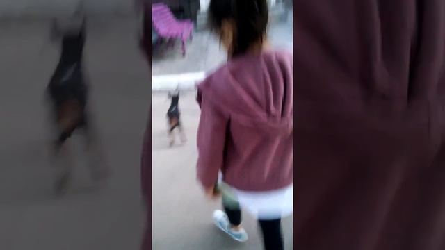 НАШЛИ ДНЕВНИК ГРАВИТИ ФОЛС! Часть 4 смотреть онлайн