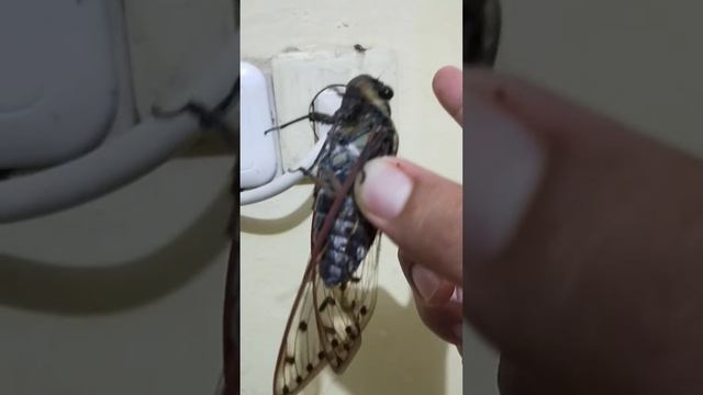 Hewan Keriang Kalimantan смотреть онлайн