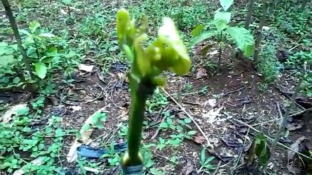 HOW TO GRAFTING TREE /easy Way смотреть онлайн