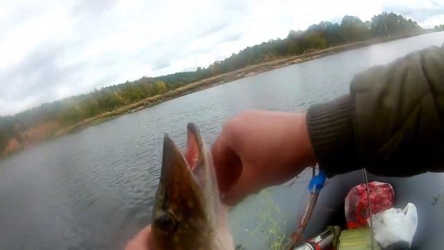 TsuYoki Mover  - уловистый тяжеловес!