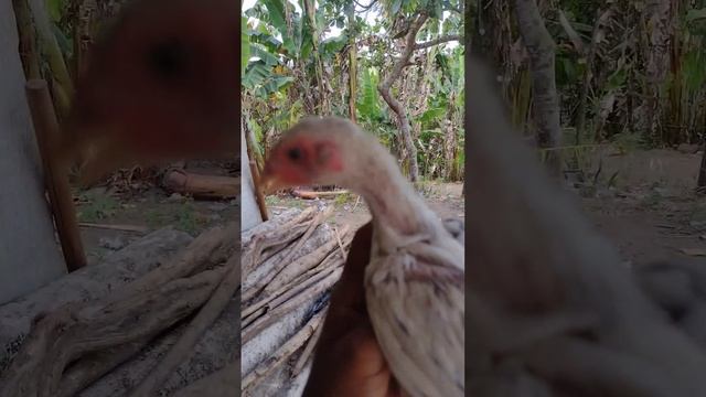 e uma relíquia смотреть онлайн