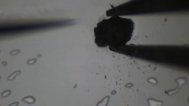 Transfer of 100 Micron Particle With Micro Support Microtweezers смотреть онлайн