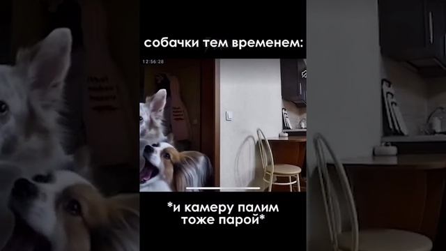 СОБАЧКА ДОМА смотреть онлайн