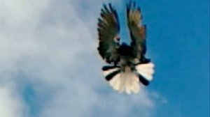 Торцовые голуби