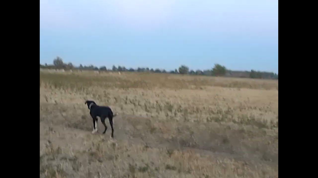 11.09.2024 ЧТО ДЕЛАТЬ? : ЛПХ В ОПАСНОСТИ смотреть онлайн