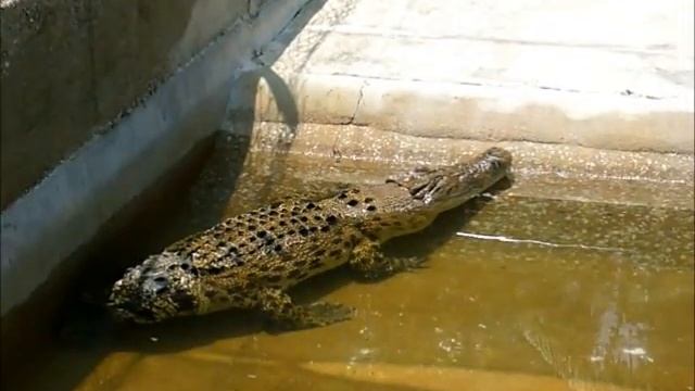 CROCODILES WITHOUT A TAIL, HORROR смотреть онлайн