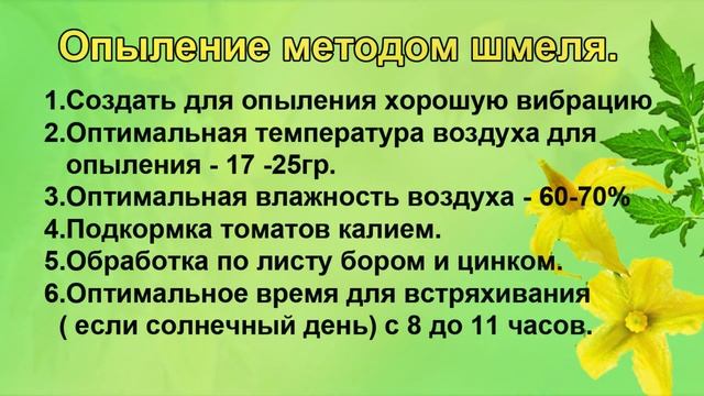 ТОМАТЫ. РЕЗКО УЛУЧШАЕМ ОПЫЛЕНИЕ И ЗАВЯЗЫВАЕМОСТЬ. смотреть онлайн