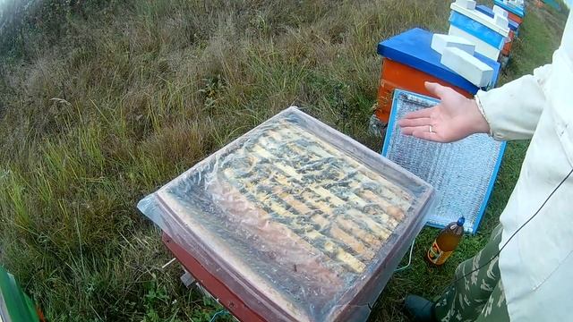 Обработка пчёл от клеща. Щавелевая кислота или бипин. Сравниваем эффективность! смотреть онлайн