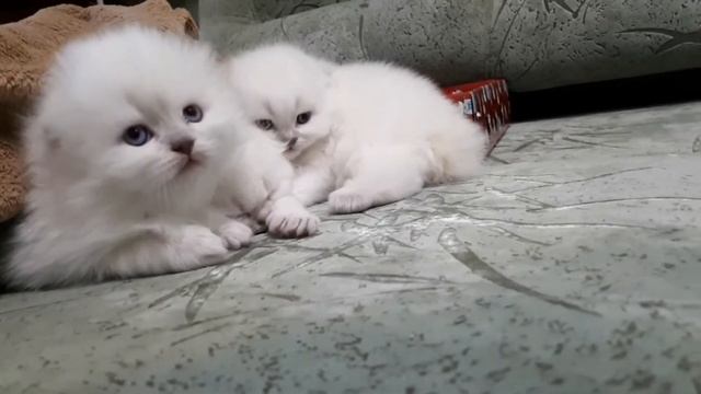 Котята нежность смотреть онлайн