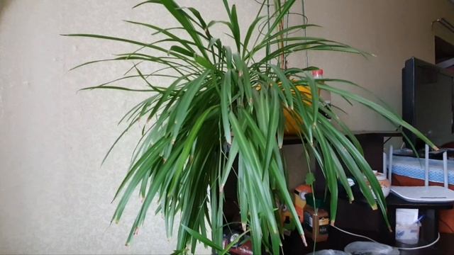 19.09.2023 #1 Про тушёнку.😋Про урожай.🍆🍅🫑Ананасу капут!🍍😔Он меня раздражает!😬Такой неудобный!🧳🤦♀️ смотреть онлайн