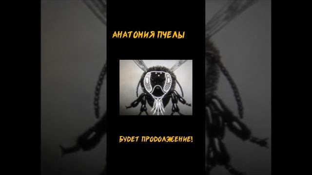 Анатомия пчелы 🐝 смотреть онлайн
