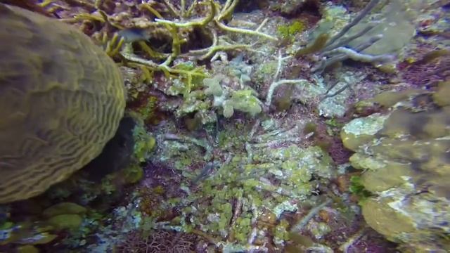 Queen Triggerfish and Spotted Drum? смотреть онлайн