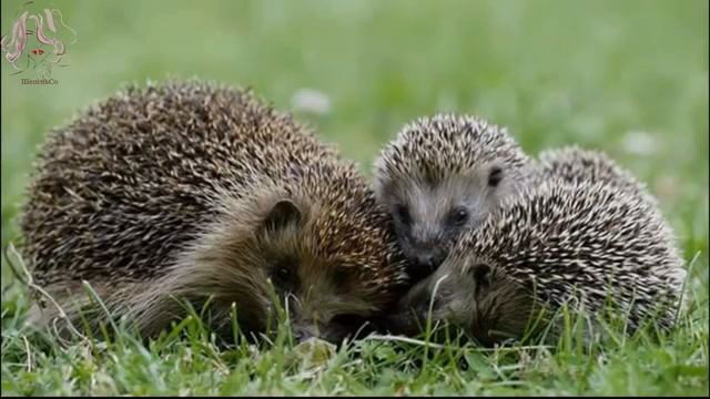 Літні місяці. 2 клас смотреть онлайн
