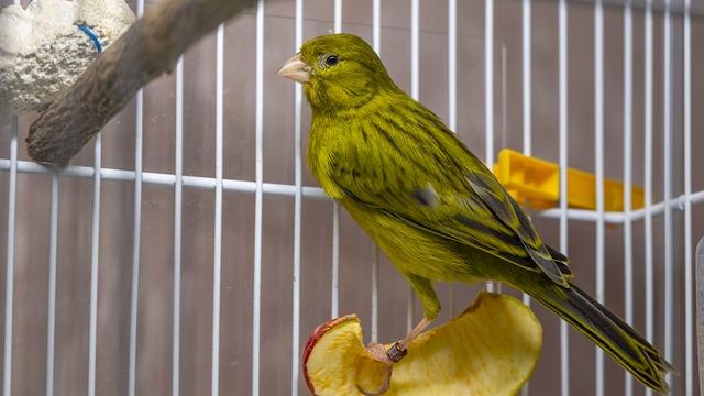 Пение кенара смотреть онлайн