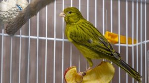 Пение кенара