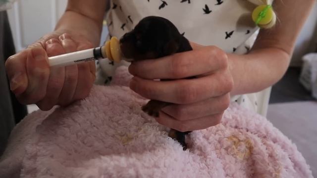 Feeding newborn tea cup Yorkie смотреть онлайн