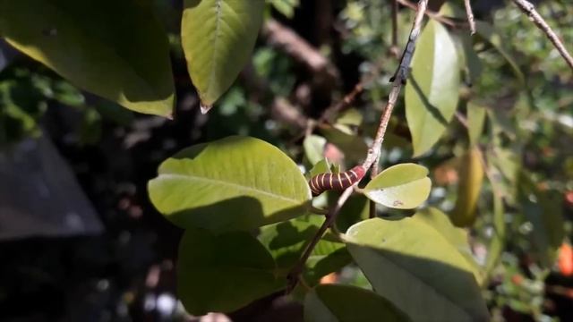 Phocides polybius - Guava Skipper - life cycle смотреть онлайн