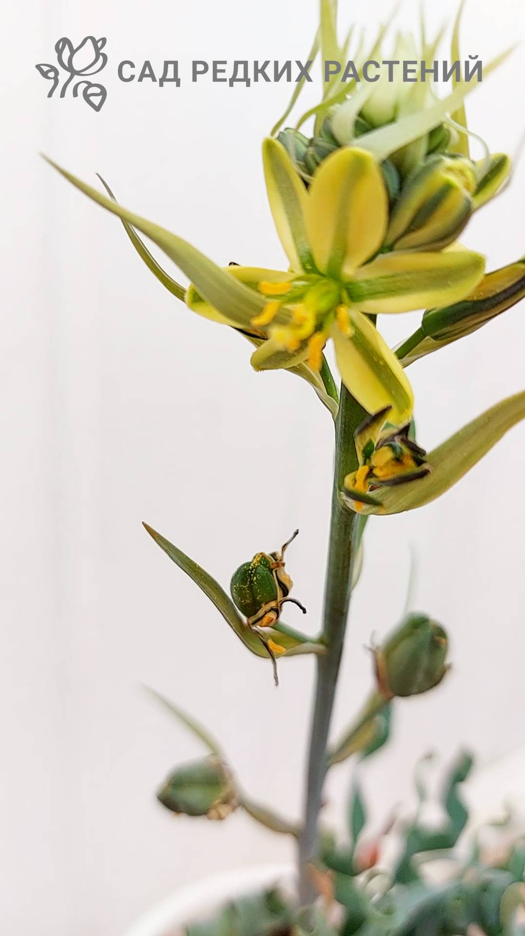 Альбука конкордиана Albuca concordiana, цветение и плодоношение дома. Получаем семена