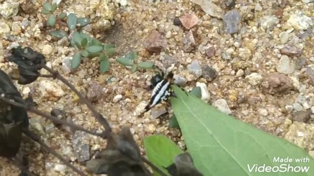 Gasteracantha geminata - oriental spiny orb-weaver Spider смотреть онлайн