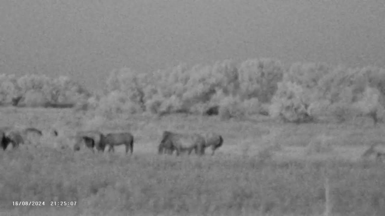 16.08.2024 ЧТО ДЕЛАТЬ? : ЛПХ В ОПАСНОСТИ Ночная съемка смотреть онлайн