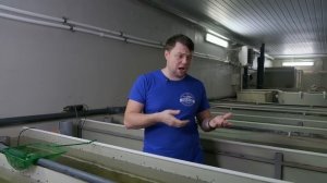 Разведение раков в УЗВ. Австралийский красноклешневый рак