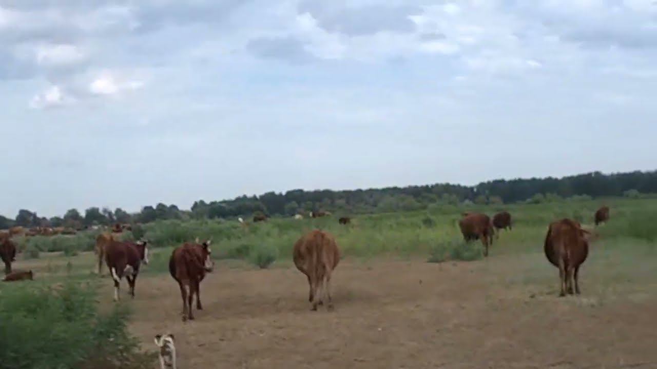 11.07.2023 Доносы Ольховской - 1937 год отдыхает смотреть онлайн