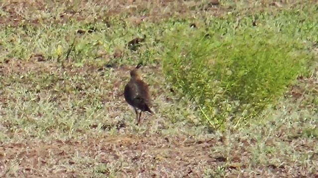 Просто чибис смотреть онлайн