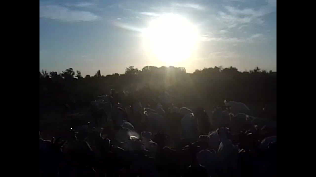 29.08.2024 ЧТО ДЕЛАТЬ? : ЛПХ В ОПАСНОСТИ смотреть онлайн