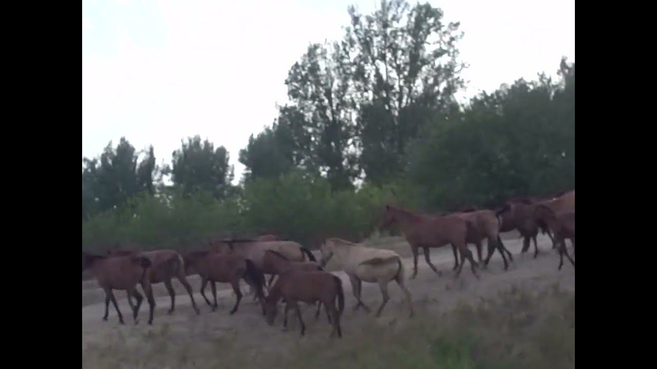 03.09.2024 ЧТО ДЕЛАТЬ? : ЛПХ В ОПАСНОСТИ смотреть онлайн