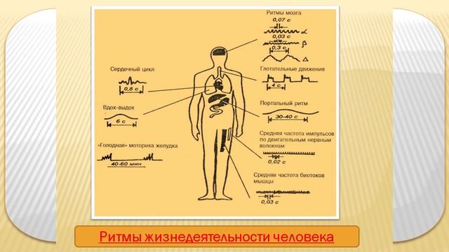 3 Биологические ритмы смотреть онлайн