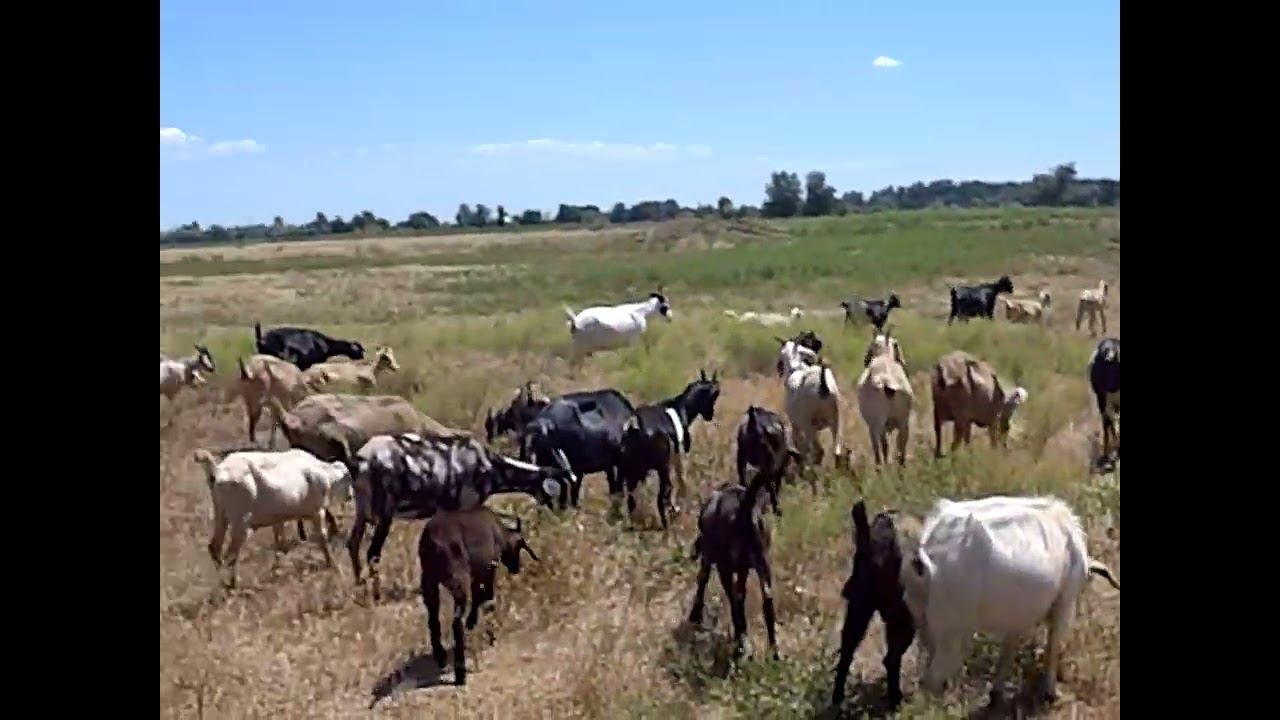23.06.2024 ЧТО ДЕЛАТЬ? : ЛПХ В ОПАСНОСТИ смотреть онлайн