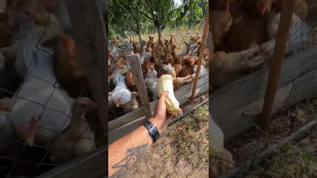 Здоровье через еду