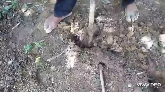 Tea plant growing | tea basket grow in land | Tea plantation part 05 смотреть онлайн