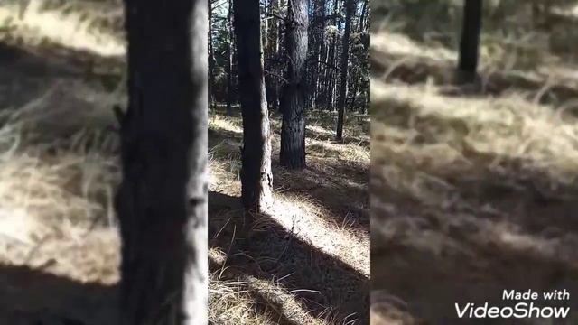 В поисках глухаря. смотреть онлайн