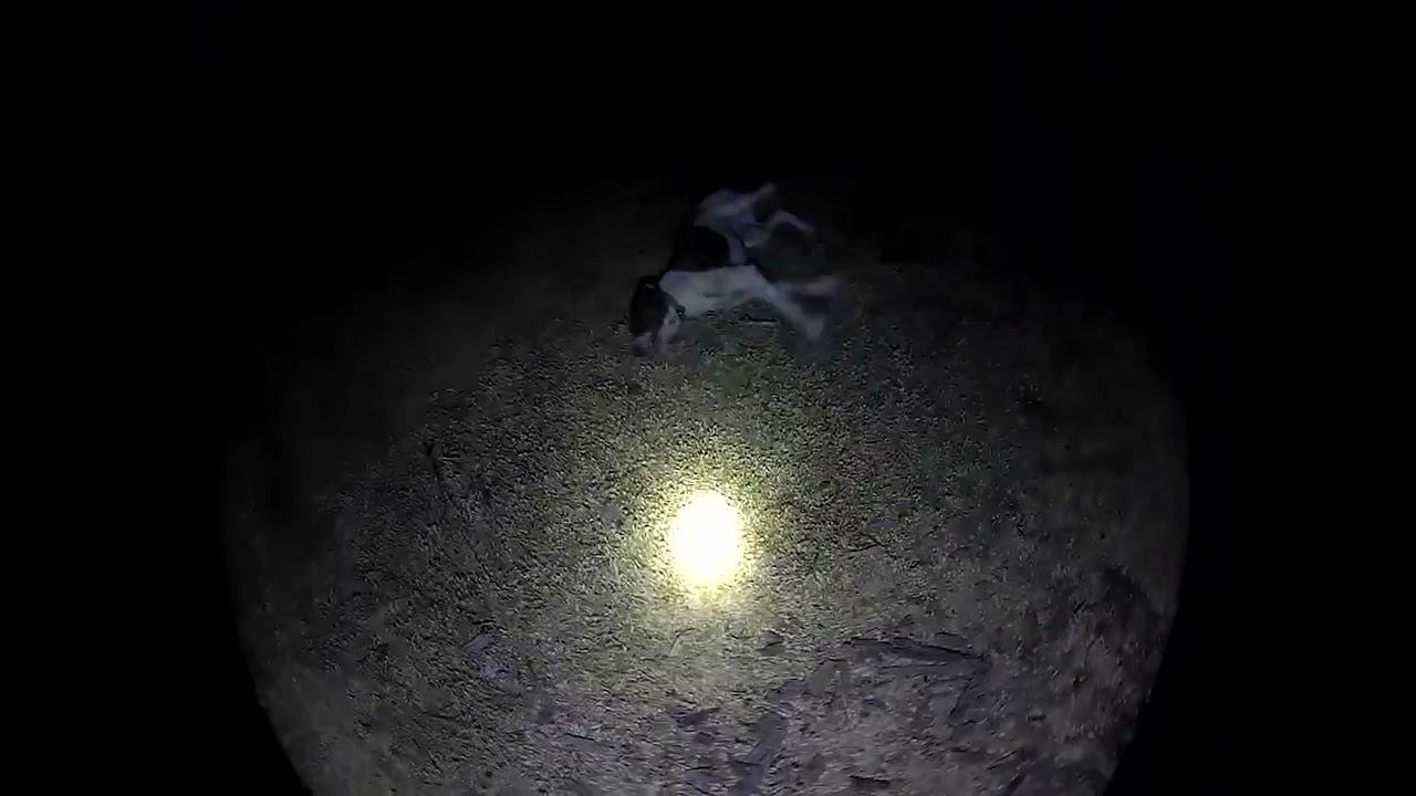 Сначала собак травят, потом русских убьют! Статья 245 УК РФ смотреть онлайн