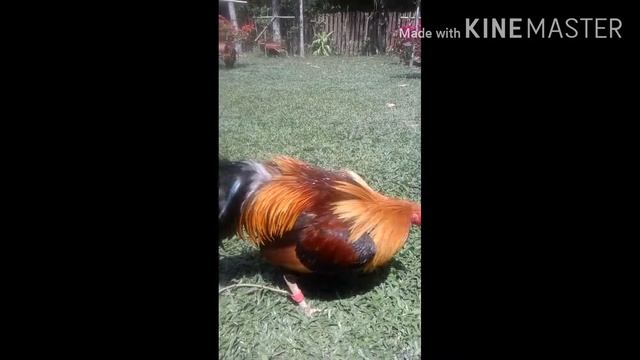 LRD game farm || mga Ka-sabong смотреть онлайн
