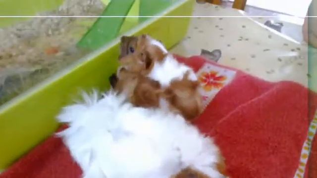 praline , nougat et nougatine смотреть онлайн