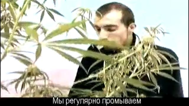 Green House Seed Co. Neville's Haze Grow W/Russian Subtitles