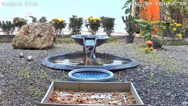 LIVE Backyard Bird Feeder Cam - Rubal , Phuket Thailand 👉🔔 смотреть онлайн