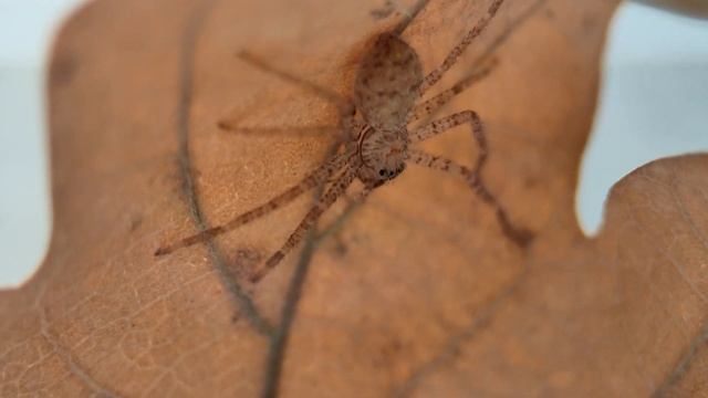 Heteropoda venatoria, как изменились пауки смотреть онлайн