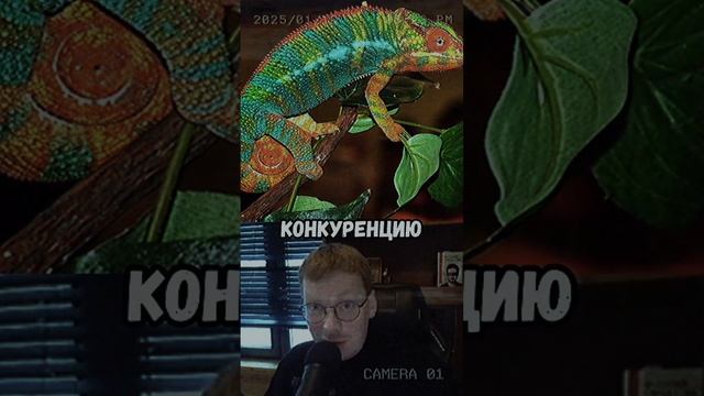 Стратагема хамелеон в феминостратегии смотреть онлайн