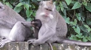 Jeritan Dodo yang tak mendapatkan susu [Dodo monyet kecil tangguh dan kuat] #tuabangmonkey