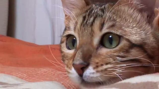 Котейка, которая любит кусаться и играться 2 🐱 смотреть онлайн